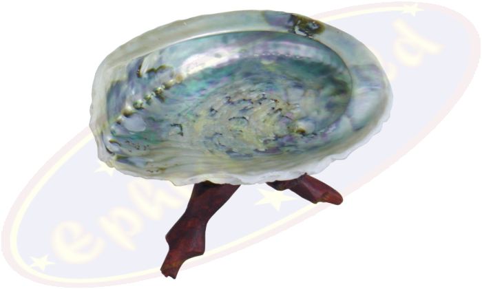 Abalone Muschel 12-14cm mit Kobra Holzdreifuß 15cm