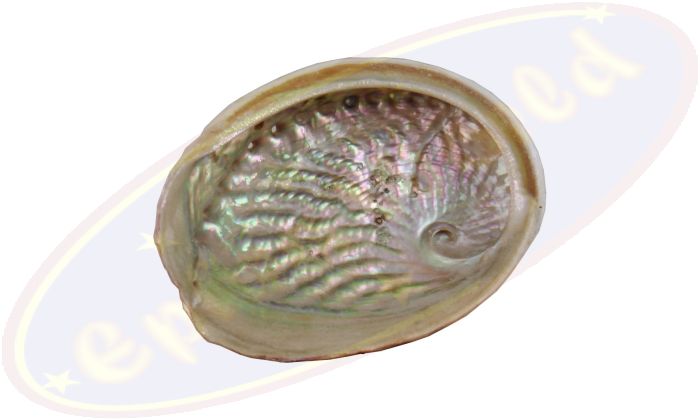 Abalone Regenbogenmuschel groß 15-17cm Räuchergefäß