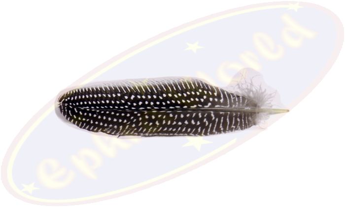 Feder gepunktet 16-20cm