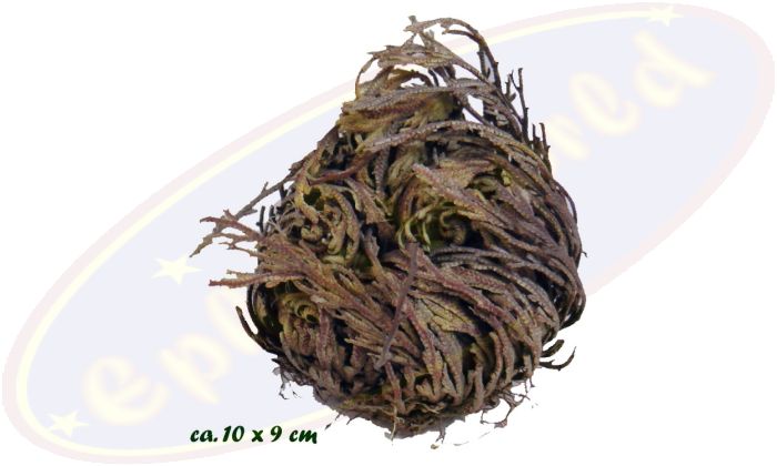 Rose von Jericho