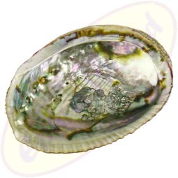 Abalone Regenbogenmuschel (Paua) 11-13cm Räuchergefäß