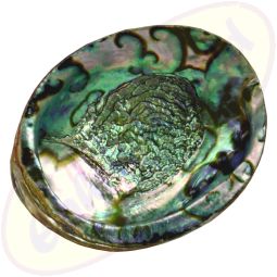 Abalone Regenbogenmuschel groß 16-18cm Räuchergefäß