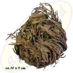 Rose von Jericho