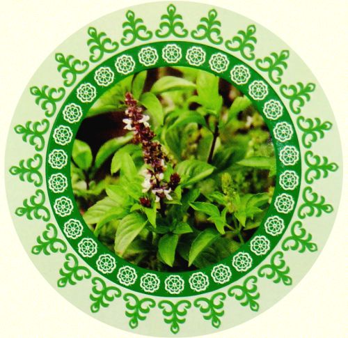 Ayurvedic Basil (Tulsi) Masala R&auml;ucherst&auml;bchen