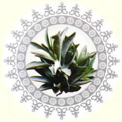 Ayurvedic White Sage Masala R&uuml;ckfluss-R&auml;ucherkegel