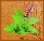 bic Patchouli Natural Smudge R&auml;ucherst&auml;bchen