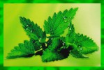 Graden Fresh Cool Mint Premium Masala R&auml;ucherst&auml;bchen