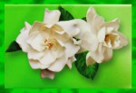 Graden Fresh Gardenia Premium Masala R&auml;ucherst&auml;bchen