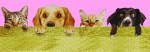 Fiore d`Oriente Aroma Pets Anti Stress Masala R&auml;ucherst&auml;bchen
