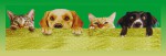 Fiore d`Oriente Aroma Pets Fresh Paradise Masala R&auml;ucherst&auml;bchen