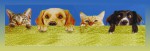 Fiore d`Oriente Aroma Pets Sweet Relax Masala R&auml;ucherst&auml;bchen