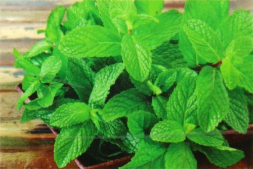 Goloka Natural Fresh Mint Premium Masala Räucherstäbchen Premium Masala Räucherstäbchen Goloka Natural Fresh Mint