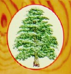 Hari Darshan Ceder Wood Räucherstäbchen Hari Darshan Ceder Wood Räucherstäbchen