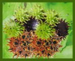 Hari Darshan Sweetgum R&auml;ucherst&auml;bchen
