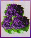 Hari Darshan Violet Räucherstäbchen Hari Darshan Violet Räucherstäbchen