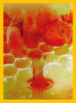 HEM Amber Honey R&auml;ucherst&auml;bchen