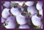 HEM Blueberry R&auml;ucherkegel
