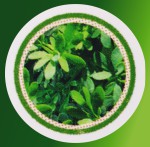 HEM Aroma Oil Mystic HEM Aroma Oil Mystic Rue/Arruda/Weinraute HEM Aroma Oil Mystic SHEM Aroma Oil Mystic Rue/Arruda/Weinraute