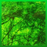 HEM Forest/Wald Räucherstäbchen