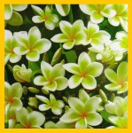 HEM Frangipani R&auml;ucherkegel
