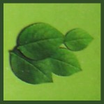 HEM Heena Dhoop Sticks