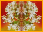 HEM Orange Blossom R&auml;ucherst&auml;bchen