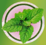 HEM Aroma Oil Mystic Patchouli
