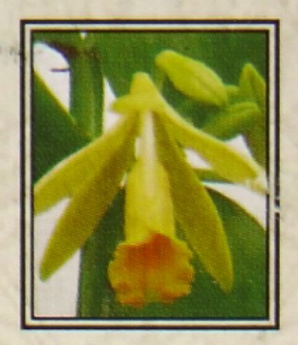 Nandita Patchouli Vanilla indisches Parf&uuml;m