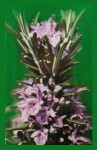 SAC Rosemary R&auml;ucherst&auml;bchen
