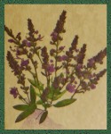 Sagrada Madre Patagonia Lavanda Silvestra Smudge R&auml;ucherst&auml;bchen