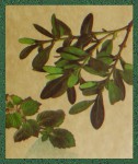 Sagrada Madre Patagonia Yerba Mate Menta Smudge R&auml;ucherst&auml;bchen