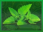 Satya LLP Patchouli Dry Masala R&auml;ucherst&auml;bchen