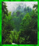 Satya LLP Rain Forest Dry Masala R&auml;ucherst&auml;bchen