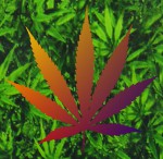 Tulasi Cannabis XL R&auml;ucherst&auml;bchen