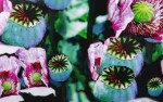 Tulasi Opium XL R&auml;ucherst&auml;bchen