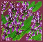 Tulasi White Sage XL R&auml;ucherst&auml;bchen