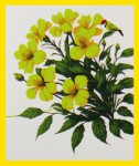 Organico Primrose Natural Smudge R&auml;ucherst&auml;bchen